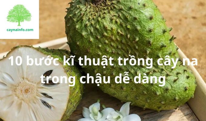 10 bước kĩ thuật trồng cây na trong chậu dễ dàng