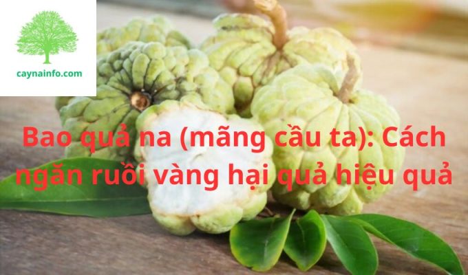 Bao quả na (mãng cầu ta): Cách ngăn ruồi vàng hại quả hiệu quả