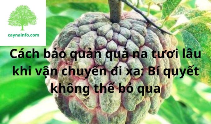 Cách bảo quản quả na tươi lâu khi vận chuyển đi xa: Bí quyết không thể bỏ qua