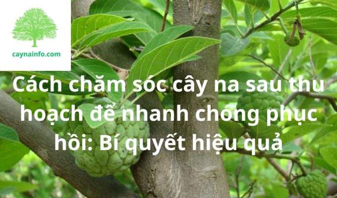 Cách chăm sóc cây na sau thu hoạch để nhanh chóng phục hồi: Bí quyết hiệu quả