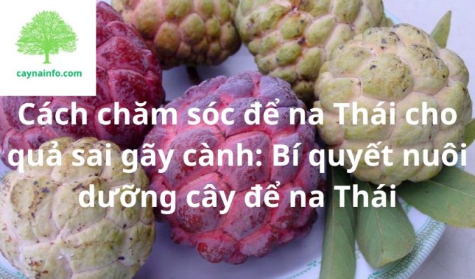 Cách chăm sóc để na Thái cho quả sai gãy cành: Bí quyết nuôi dưỡng cây để na Thái