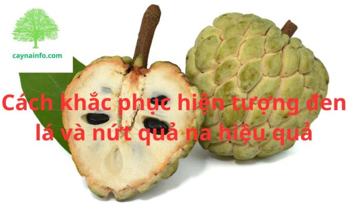 Cách khắc phục hiện tượng đen lá và nứt quả na hiệu quả