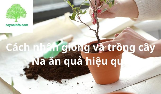 Cách nhân giống và trồng cây Na ăn quả hiệu quả