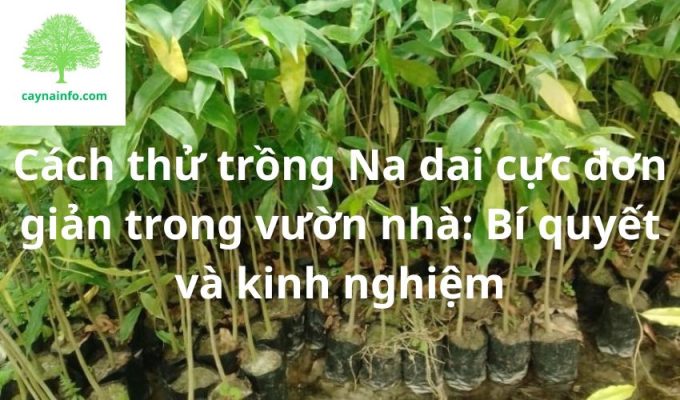 Cách thử trồng Na dai cực đơn giản trong vườn nhà: Bí quyết và kinh nghiệm