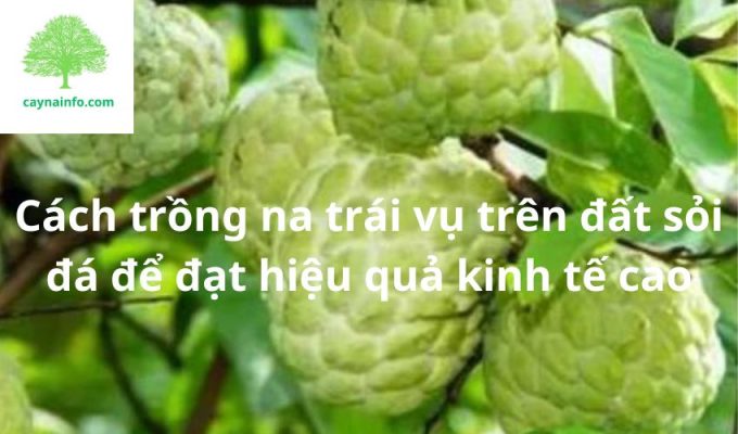 Cách trồng na trái vụ trên đất sỏi đá để đạt hiệu quả kinh tế cao