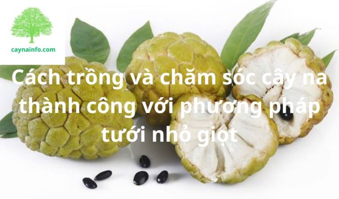 Cách trồng và chăm sóc cây na thành công với phương pháp tưới nhỏ giọt