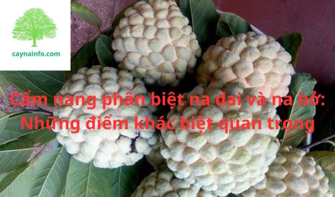 Cẩm nang phân biệt na dai và na bở: Những điểm khác biệt quan trọng