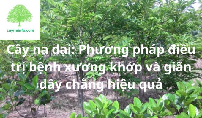 Cây na dại: Phương pháp điều trị bệnh xương khớp và giãn dây chằng hiệu quả