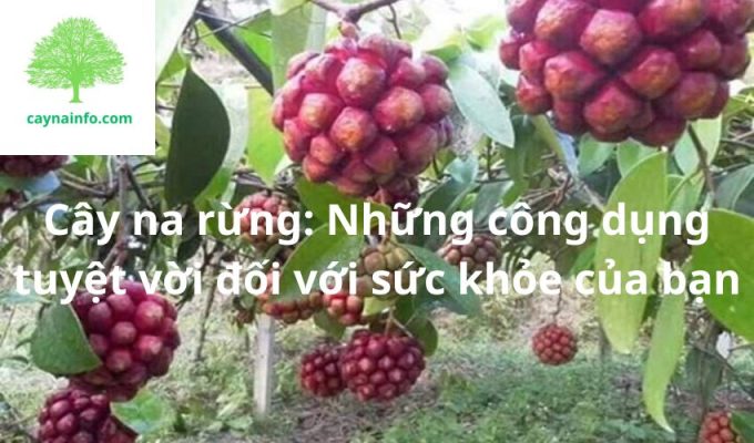 Cây na rừng: Những công dụng tuyệt vời đối với sức khỏe của bạn