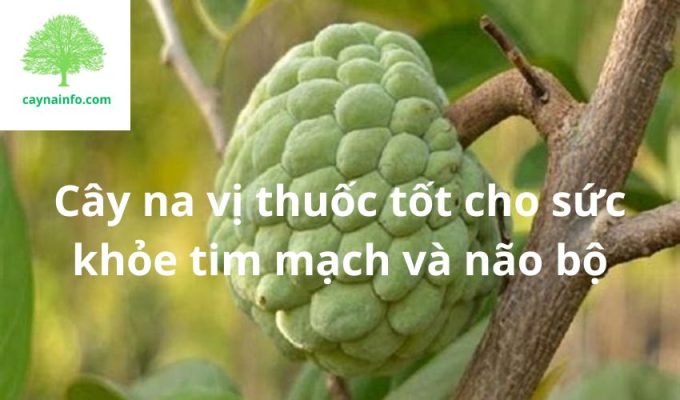 Cây na vị thuốc tốt cho sức khỏe tim mạch và não bộ