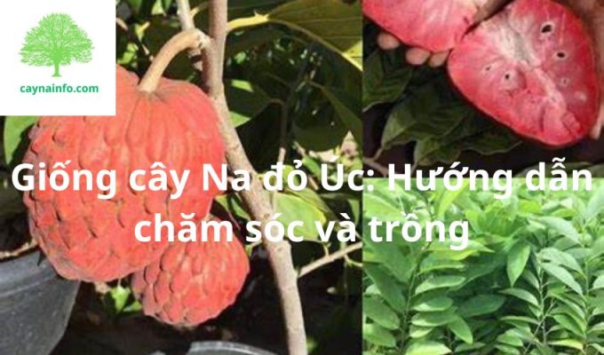 Giống cây Na đỏ Úc: Hướng dẫn chăm sóc và trồng