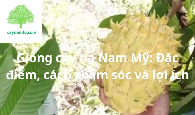 Giống cây na Nam Mỹ: Đặc điểm, cách chăm sóc và lợi ích