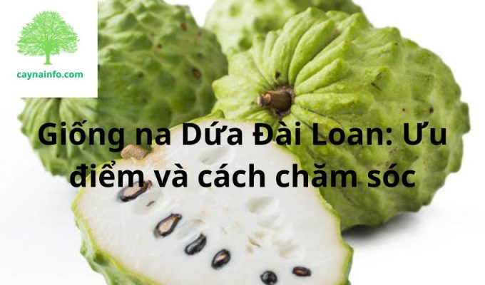 Giống na Dứa Đài Loan: Ưu điểm và cách chăm sóc