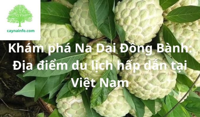 Khám phá Na Dai Đồng Bành: Địa điểm du lịch hấp dẫn tại Việt Nam