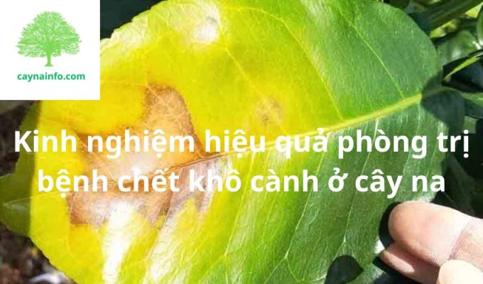 Kinh nghiệm hiệu quả phòng trị bệnh chết khô cành ở cây na