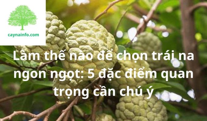 Làm thế nào để chọn trái na ngon ngọt: 5 đặc điểm quan trọng cần chú ý