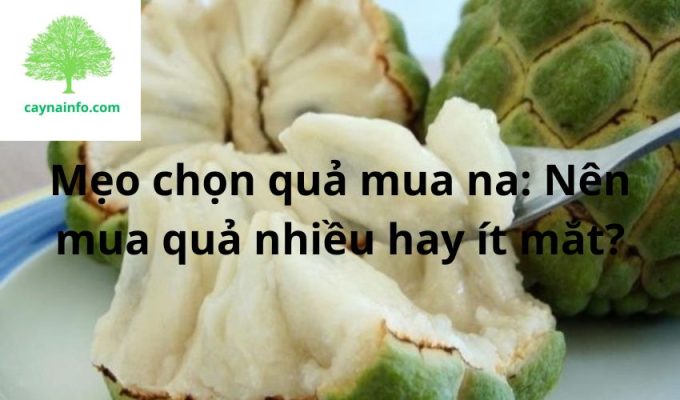 Mẹo chọn quả mua na: Nên mua quả nhiều hay ít mắt?