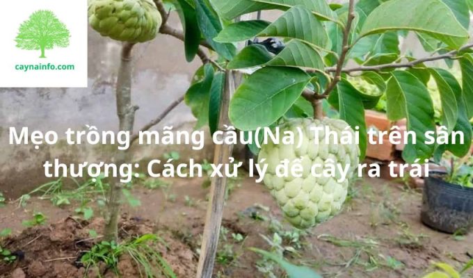 Mẹo trồng mãng cầu(Na) Thái trên sân thượng: Cách xử lý để cây ra trái