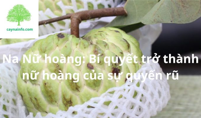 Na Nữ hoàng: Bí quyết trở thành nữ hoàng của sự quyến rũ