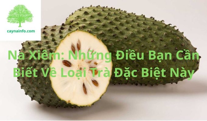 Na Xiêm: Những Điều Bạn Cần Biết Về Loại Trà Đặc Biệt Này