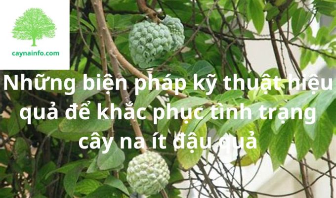 Những biện pháp kỹ thuật hiệu quả để khắc phục tình trạng cây na ít đậu quả