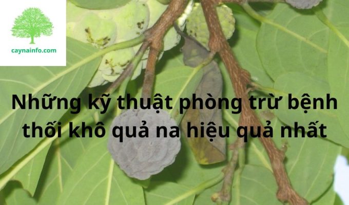 Những kỹ thuật phòng trừ bệnh thối khô quả na hiệu quả nhất