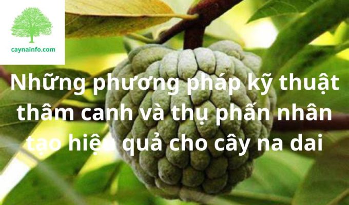 Những phương pháp kỹ thuật thâm canh và thụ phấn nhân tạo hiệu quả cho cây na dai