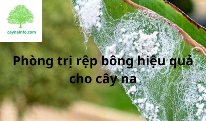 Phòng trị rệp bông hiệu quả cho cây na