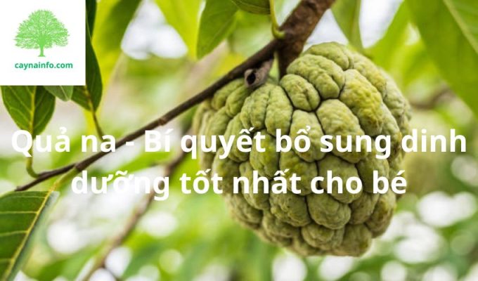 Quả na - Bí quyết bổ sung dinh dưỡng tốt nhất cho bé