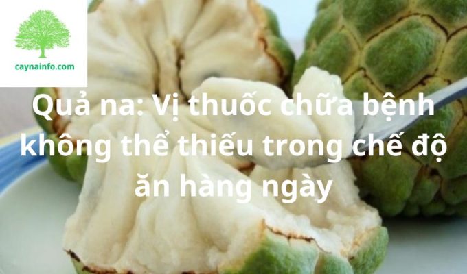 Quả na: Vị thuốc chữa bệnh không thể thiếu trong chế độ ăn hàng ngày