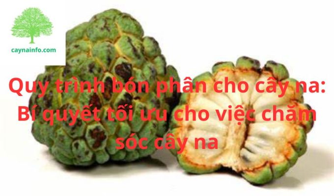 Quy trình bón phân cho cây na: Bí quyết tối ưu cho việc chăm sóc cây na