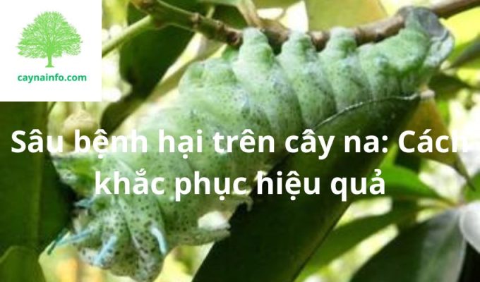 Sâu bệnh hại trên cây na: Cách khắc phục hiệu quả