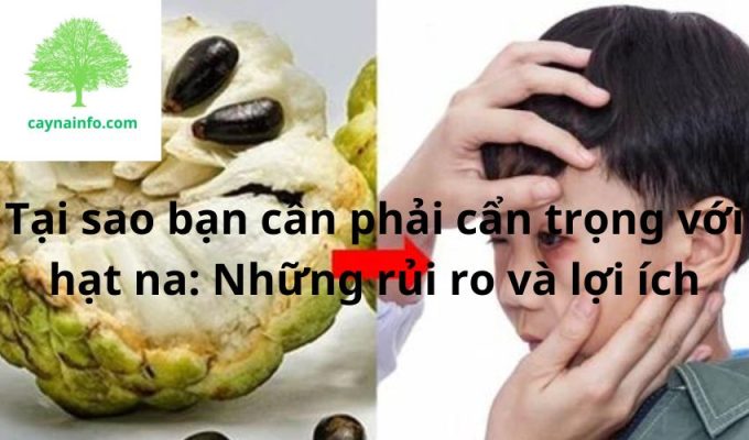 Tại sao bạn cần phải cẩn trọng với hạt na: Những rủi ro và lợi ích