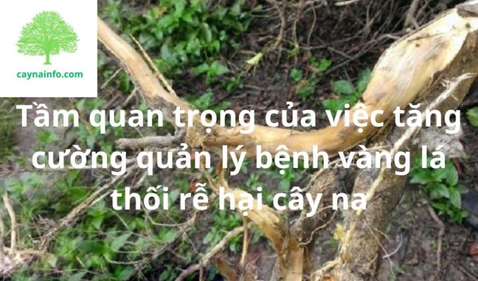 Tầm quan trọng của việc tăng cường quản lý bệnh vàng lá thối rễ hại cây na