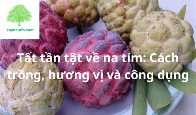 Tất tần tật về na tím: Cách trồng, hương vị và công dụng