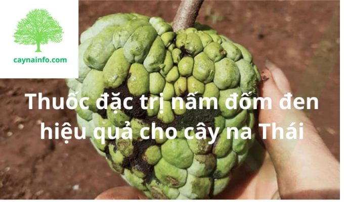 Thuốc đặc trị nấm đốm đen hiệu quả cho cây na Thái