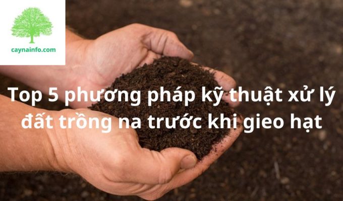 Top 5 phương pháp kỹ thuật xử lý đất trồng na trước khi gieo hạt